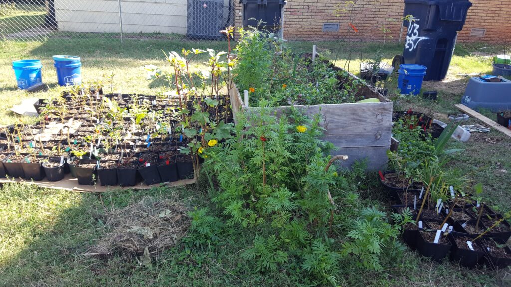 2021 backyard nursery a small raised bed and potted plants on cardboard in a neighborhood.